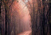 南特球员因伤病原因错过重要比赛